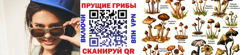 Псилоцибиновые грибы Cubensis Корсаков